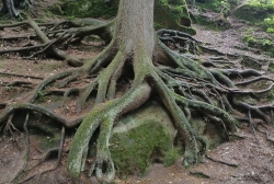 Kokořínsko - rozsáhlý kořenový systém zajímavého rozsáhlého stromu