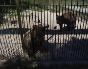 Cumberland Wildpark - hnědy medvěd vypadal přátelsky