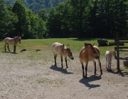 Cumberland Wildpark - divocí koně