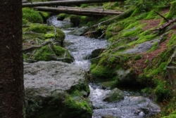 Šumava - one of the many streams
