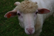 Šumava - sheep
