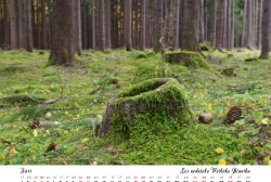 Česká republika - Září, les nedaleko Velkého Blaníku