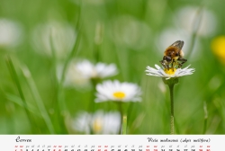 Kalendář 2024 - Včela medonosná