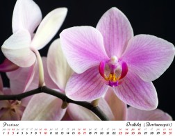 Kalendář 2023, příroda zblízka - Orchidej