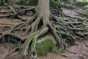 Kokořínsko - rozsáhlý kořenový systém zajímavého rozsáhlého stromu