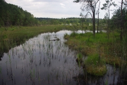 Máchovo jezero a okolí - NPP Swamp