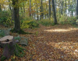 Podzimní les na Malém Blaníku