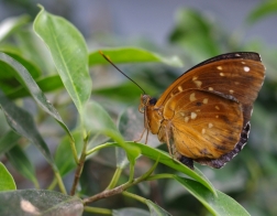 Papilonia, motýlí dům - Lexias dirtea javana