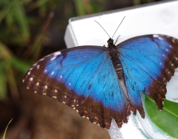 Papilonia, motýlí dům - Morpho peleides