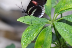 Papilonia, motýlí dům - Heliconius melpomene