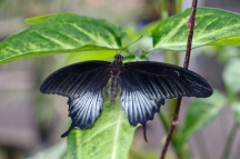 Papilonia, motýlí dům - Papilio lowi (asijský otakárek)