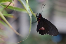Papilonia, motýlí dům - Lexias dirtea