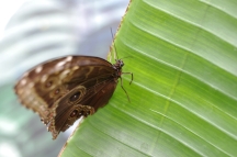 Papilonia, motýlí dům - Caligo memnon