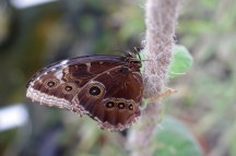 Papilonia, motýlí dům - Caligo memnon