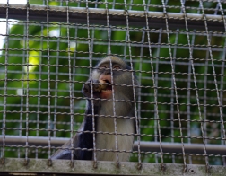Zoo Dvůr Králové - Pavilon opic