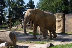 Zoo Dvůr Králové - Slon africký