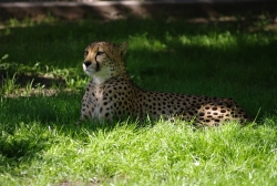 Zoo Dvůr Králové - Gepard